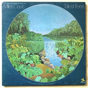 Tallest Trees Image